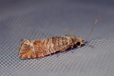 <i>Clavigesta</i>