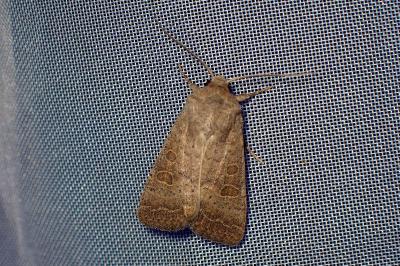 <i>Hoplodrina ambigua</i>