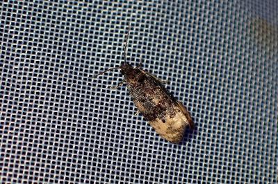 <i>Metendothenia atropunctana</i>