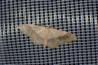<i>Idaea aversata</i>