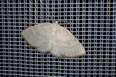 <i>Cabera exanthemata</i>