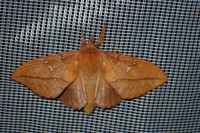 <i>Euthrix potatoria</i>