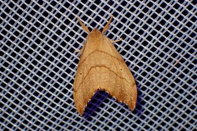<i>Falcaria lacertinaria</i>
