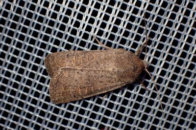 <i>Hoplodrina ambigua</i>