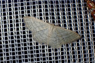 <i>Idaea subsericeata</i>