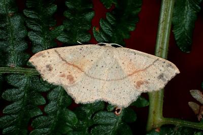<i>Cyclophora punctaria</i>