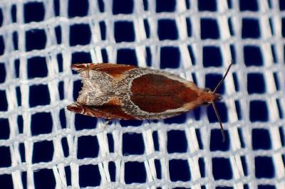 <i>Ancylis unculana</i>