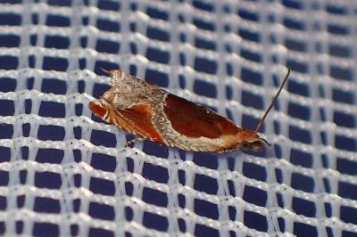 <i>Ancylis unculana</i>