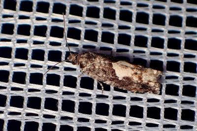 <i>Epinotia immundana</i>