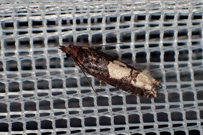 <i>Epinotia trigonella</i>