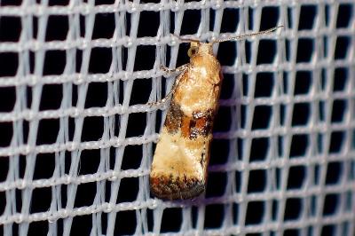 <i>Eupoecilia angustana</i>