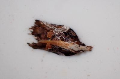 <i>Acleris cristana</i>