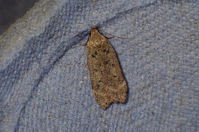 <i>Anacampsis blattariella/populella</i>
