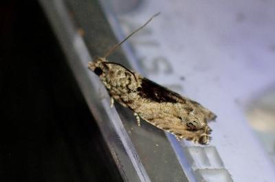 <i>Epinotia nisella</i>