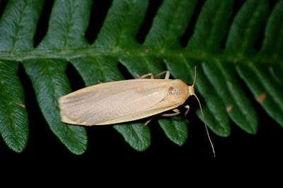 <i>Katha depressa</i>