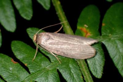<i>Achroia grisella</i>