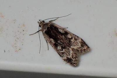 <i>Anacampsis blattariella/populella</i>