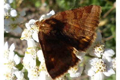 <i>Euclidia glyphica</i>