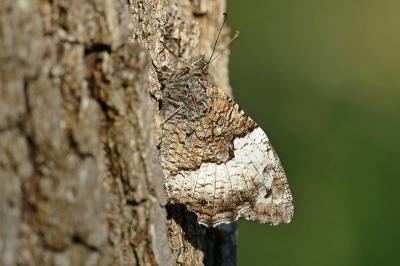 <i>Hipparchia fagi</i>
