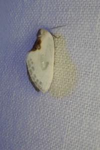 <i>Cilix hispanica</i>