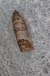 <i>Cydia pomonella</i>