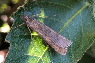 <i>Nomophila noctuella</i>