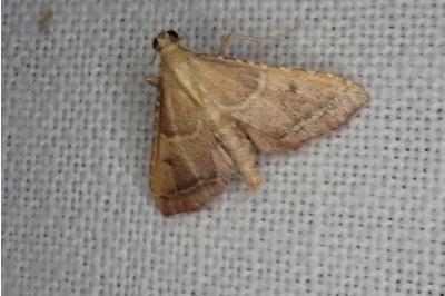 <i>Endotricha flammealis</i>