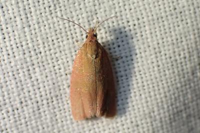 Celypha rosaceana