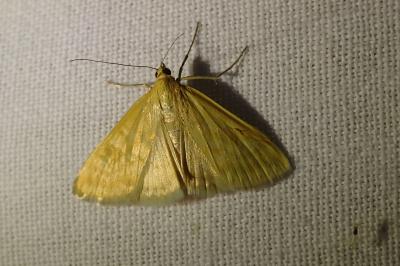 <i>Sitochroa verticalis</i>