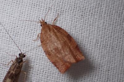 <i>Pandemis heparana</i>