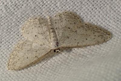 <i>Idaea seriata</i>