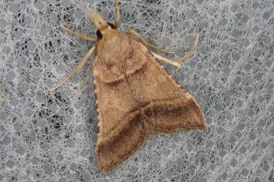 <i>Stemmatophora brunnealis</i>