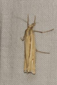 <i>Ancylolomia tentaculella</i>