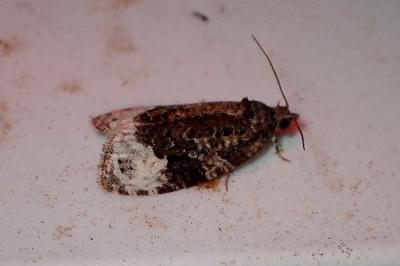 <i>Hedya ochroleucana</i>
