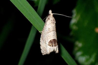 <i>Notocelia uddmanniana</i>