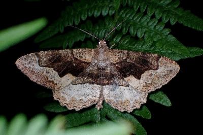 <i>Alcis repandata</i>