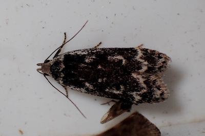 <i>Anacampsis blattariella/populella</i>