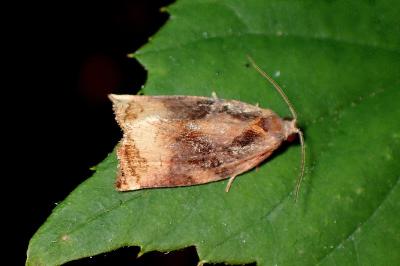<i>Archips xylosteana</i>