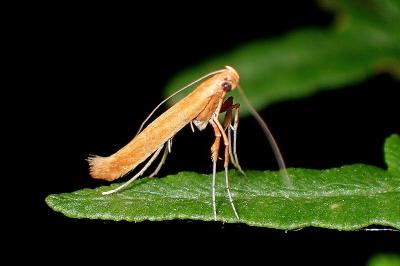 <i>Caloptilia</i>