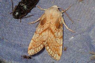 <i>Dicycla oo</i>