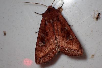 <i>Lacanobia splendens</i>