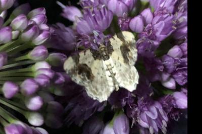 <i>Ligdia adustata</i>