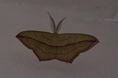 <i>Timandra comae</i>