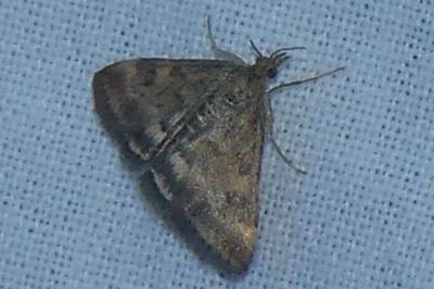 <i>Pyrausta despicata</i>
