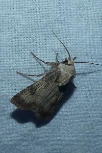 <i>Agrotis puta</i>