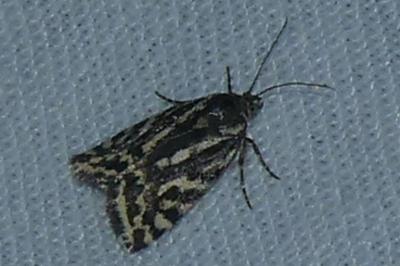 <i>Emmelia trabealis</i>