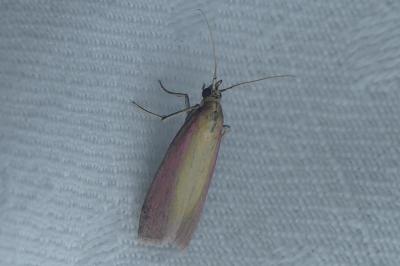 <i>Oncocera semirubella</i>