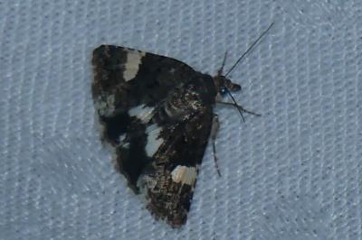 <i>Tyta luctuosa</i>