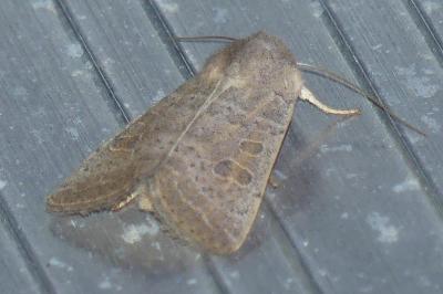 <i>Hoplodrina ambigua</i>