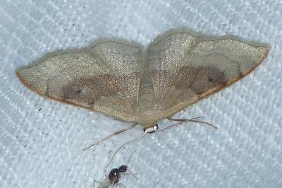 <i>Idaea degeneraria</i>